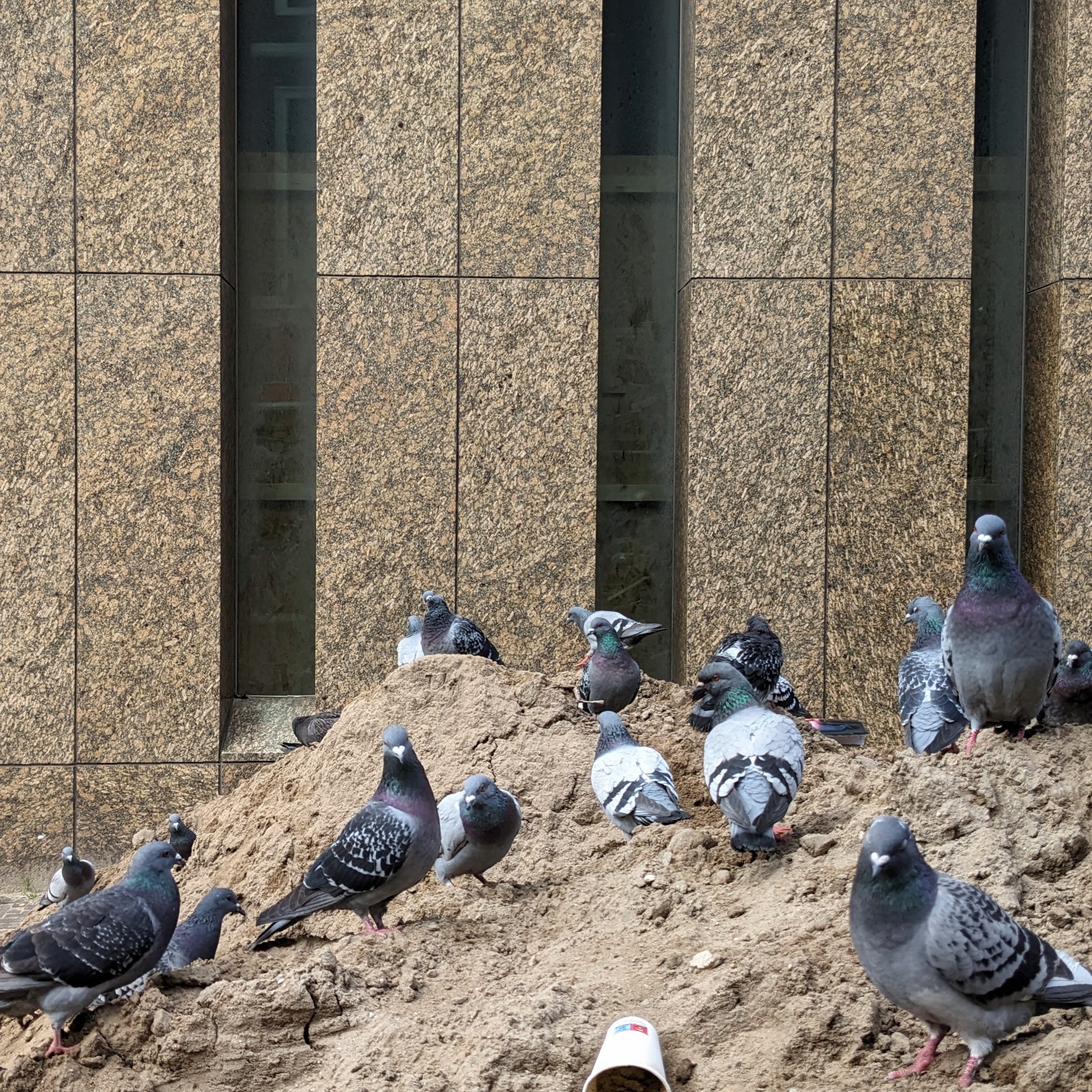pigeons on a heap